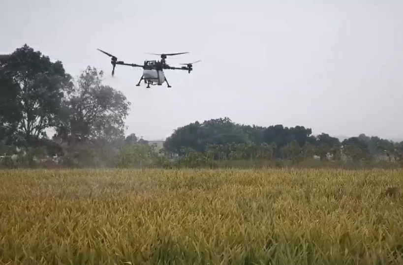 极飞p150型植保无人机给菠萝追施叶面肥.png